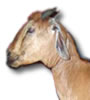 2 Live Goat ( 17 to 21 lb each)